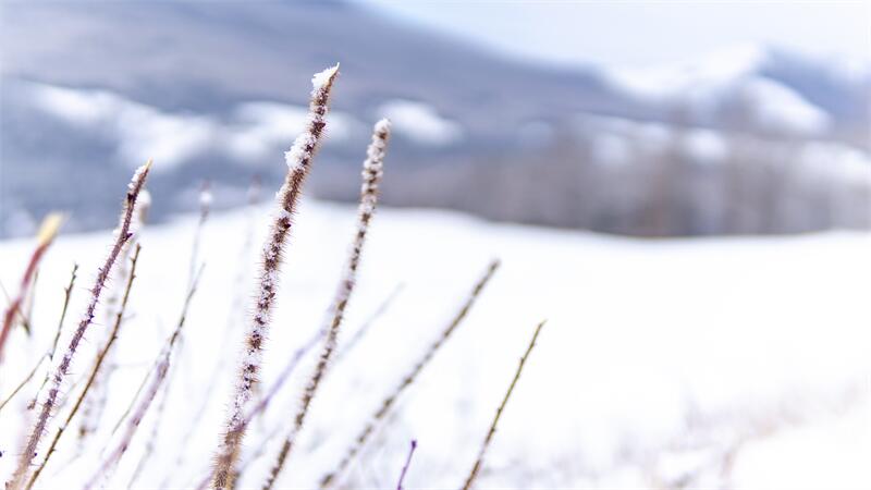 大雪節(jié)氣︱時雪轉甚，萬物閉藏