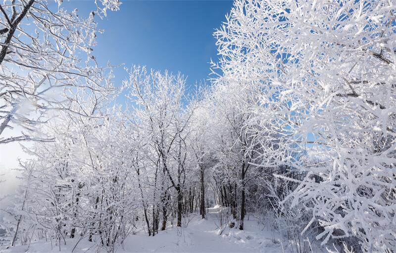 大雪節(jié)氣︱時雪轉甚，萬物閉藏