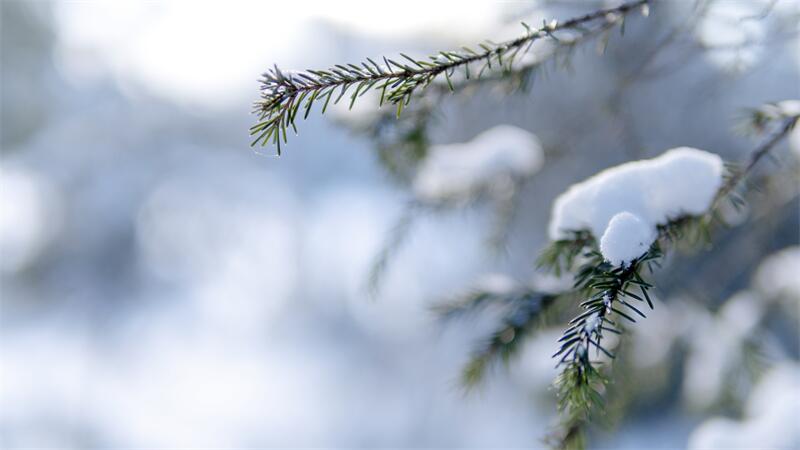 大雪節(jié)氣︱時雪轉甚，萬物閉藏