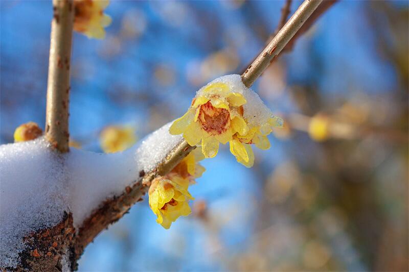 大雪節(jié)氣︱時雪轉甚，萬物閉藏